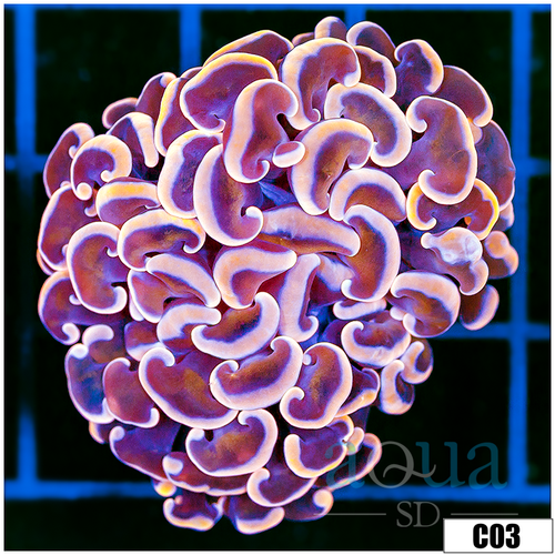 Monsoon Aquacultured Pink Dragon Scale Hammer