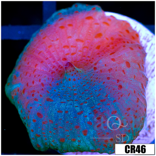 Blue Discosoma Mushroom