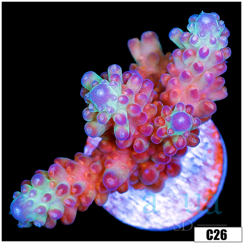 BC Unicorn Bubblebath Acropora