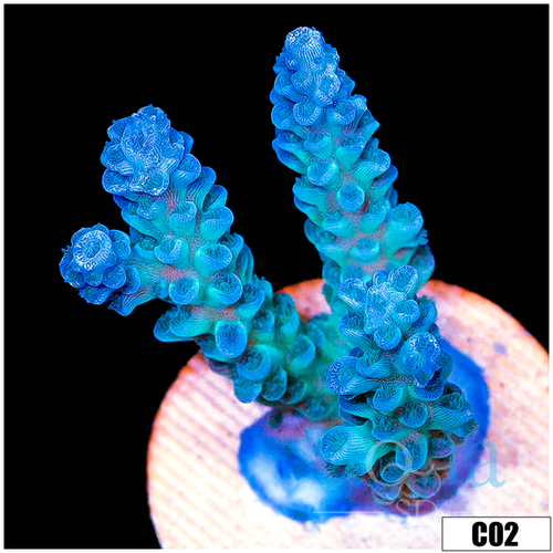 Monsoon Aquacultured Iced Tenuis