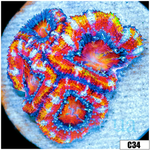 Aussie Aquacultured Rainbow Acan Lord