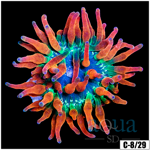 ASD Large Homegrown Rainbow Bubble Tip