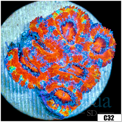 Aussie Aquacultured Rainbow Acan Lord