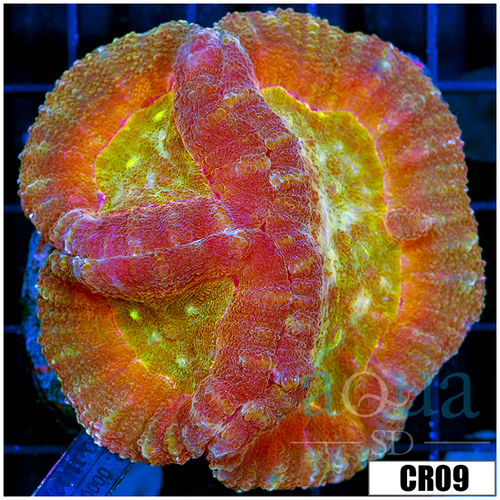 Indo Cultured Lobophyllia
