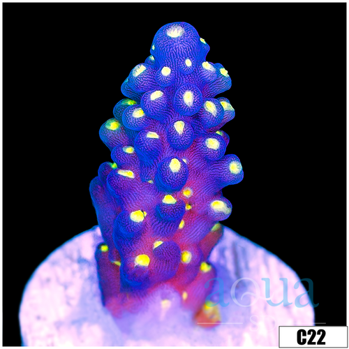 Bonsai Tort Acropora