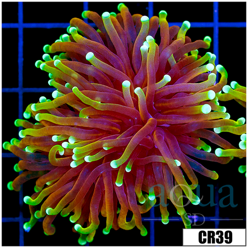 ASD Hellfire Torch