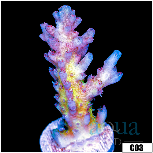 ASD Dayfream Acropora