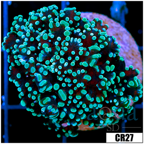 Aussie Teal Octospawn