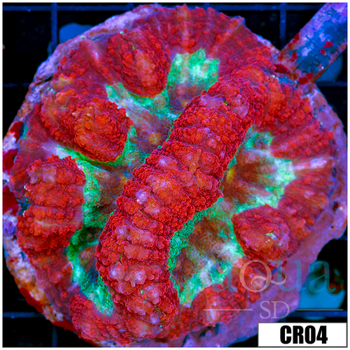 Indo Cultured Lobophyllia