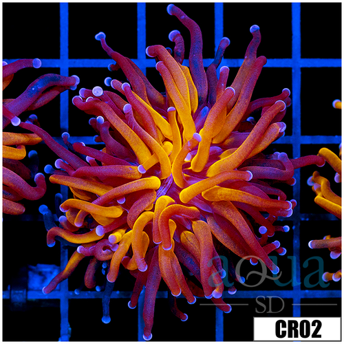 Purple Tiger Torch