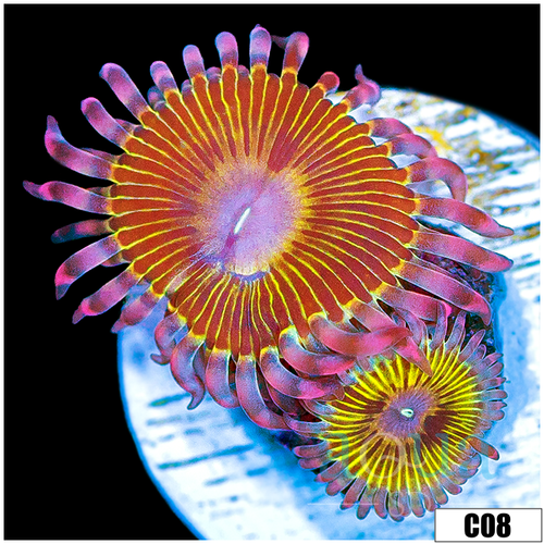 ASD Chiquita Zoanthid