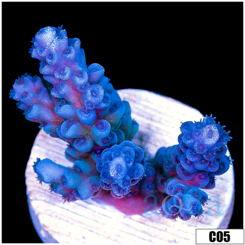 Monsoon Aquacultured Iced Tenuis