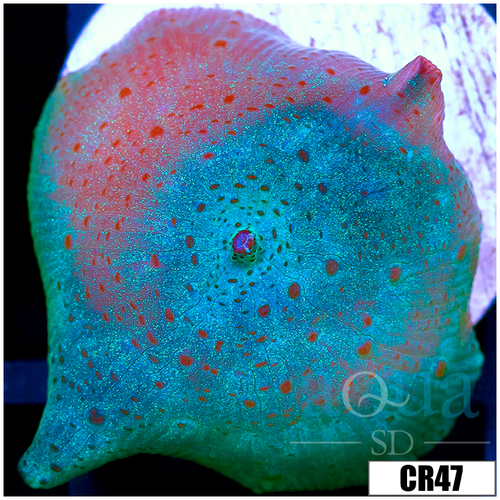 Blue Discosoma Mushroom