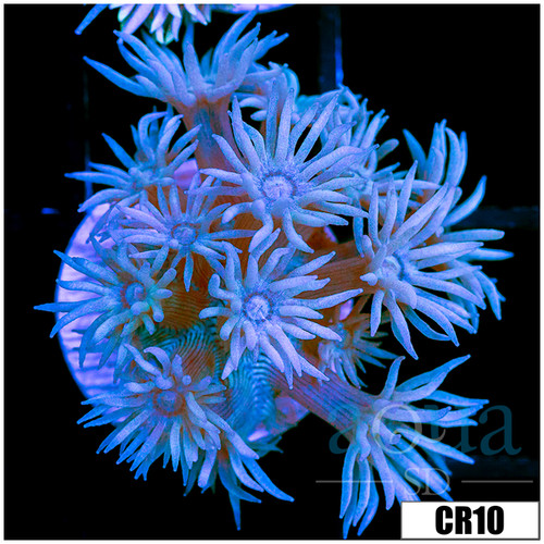 Teal Tips Goniopora