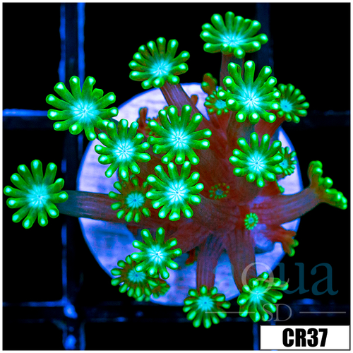 Green Petals Alveopora