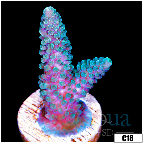 Monsoon Aquacultured Acropora