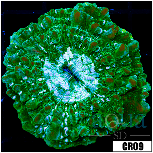 Aussie Nuclear Acantho