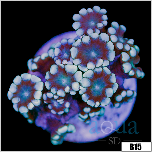 Aussie Ice Petals Alveopora