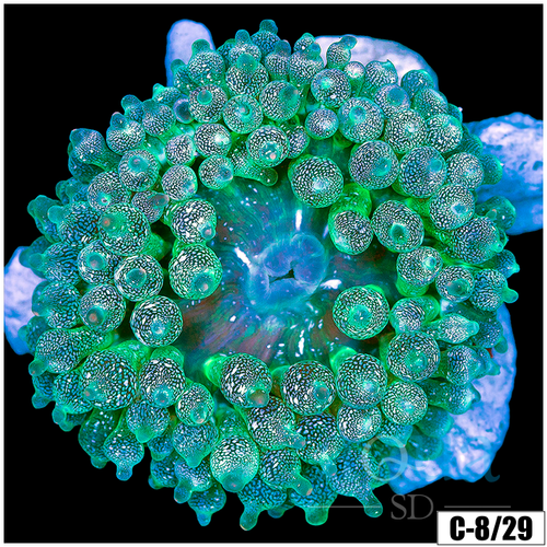 Acid Wash Bubble Tip Anemone