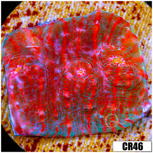 Cultured Chameleon Chalice