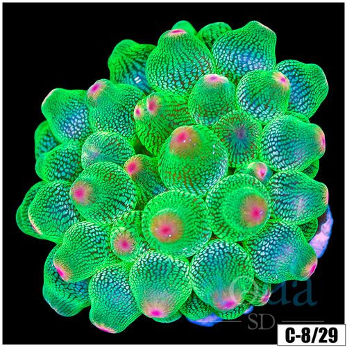 Acid Wash Bubble Tip Anemone