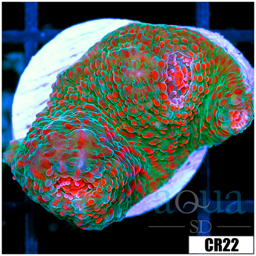 Chameleon Chalice