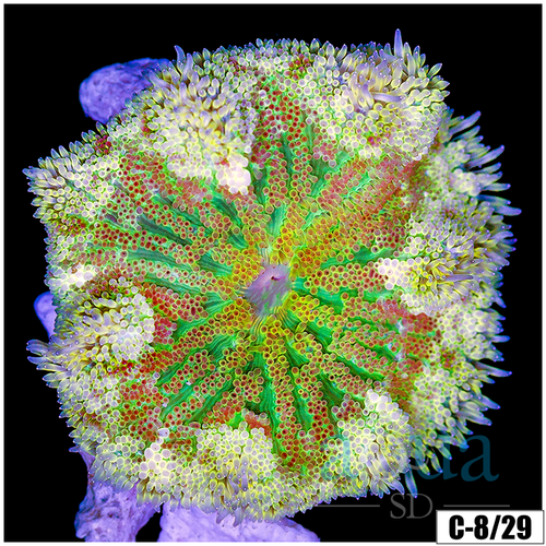 ASD Maxi Mini Carpet Anemone
