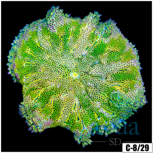 ASD Maxi Mini Carpet Anemone