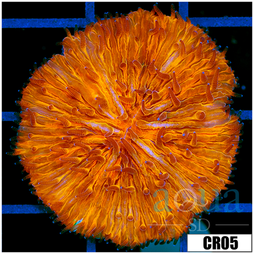 Aussie Orange Plate Coral