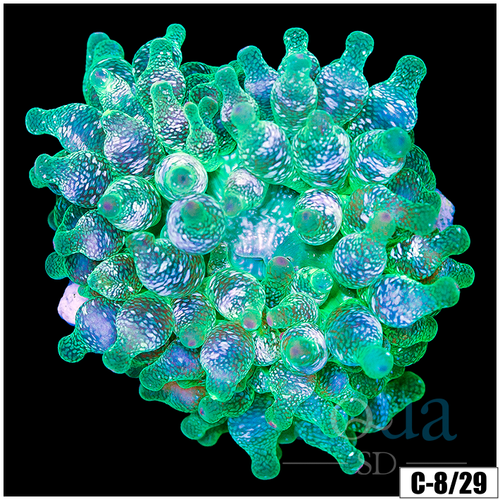 White Tip Bubble Tip Anemone
