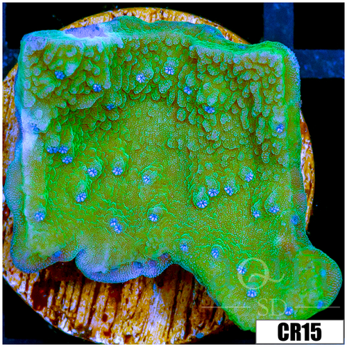 Blueberry Fields Montipora