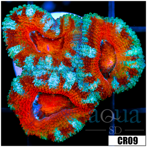 Ultra Teal Claw Acan Lord