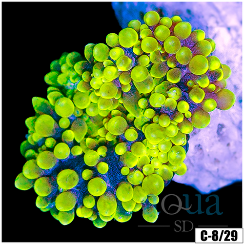 1 inch Green Haddoni Carpet Anemone