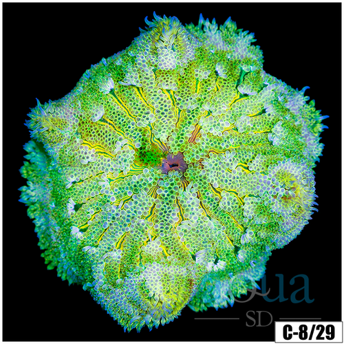 ASD Maxi Mini Carpet Anemone