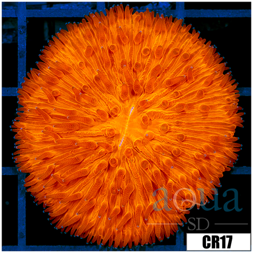 Aussie Orange Plate Coral