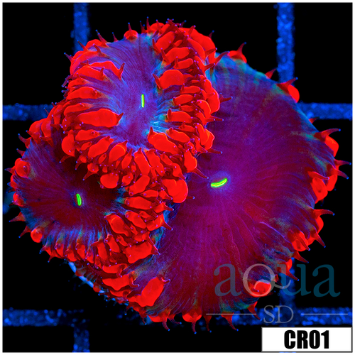 Aussie Black Hole Blasto