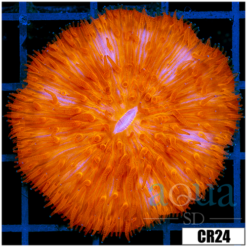 Aussie Orange Plate Coral