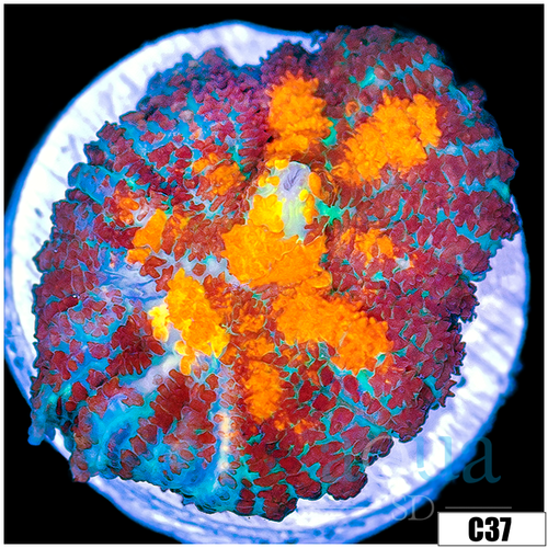 Uni Core Rhodactis Mushroom