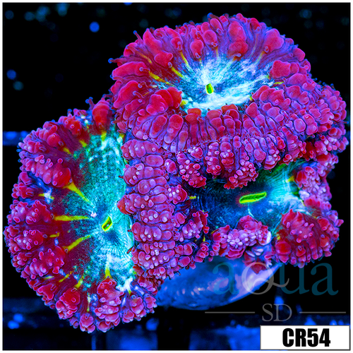 Aussie Yellow Striped Core Blasto