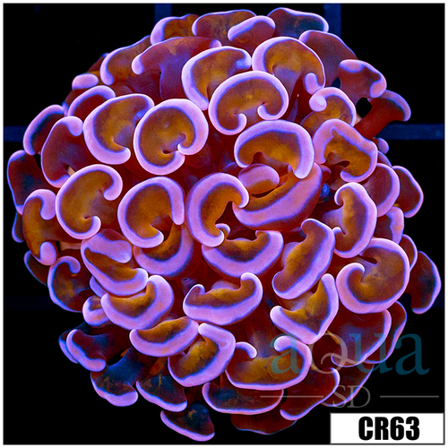 Aussie Pink Dragon Scale Hammer