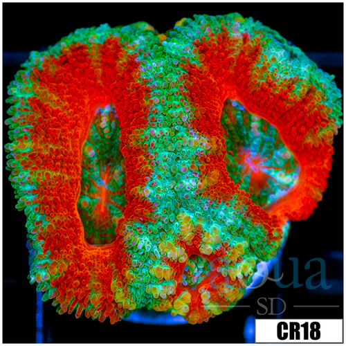 Ultra Mint Claw Acan Lord