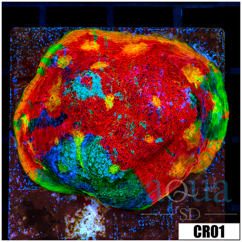 Tank Cultured Rainbow Chalice on 3 inch Disk