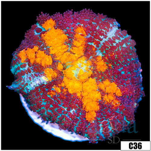 Uni Core Rhodactis Mushroom