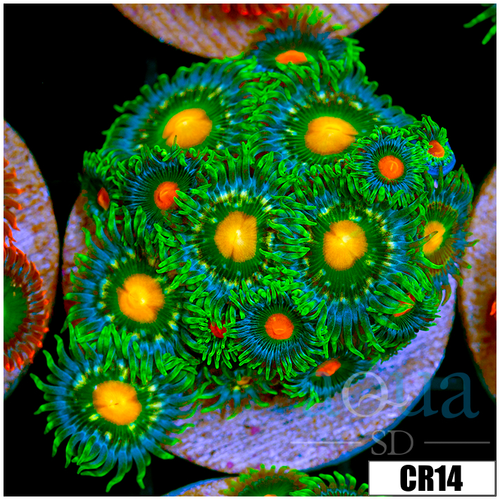 Cultured Gator Eyes Zoas