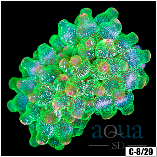 White Tip Bubble Tip Anemone