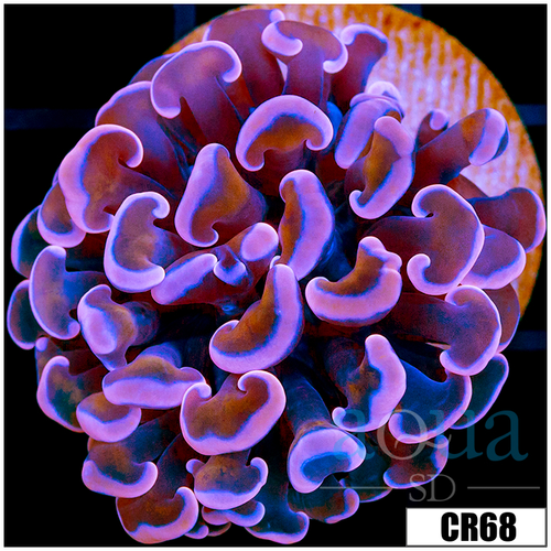 Aussie Pink Dragon Scale Hammer