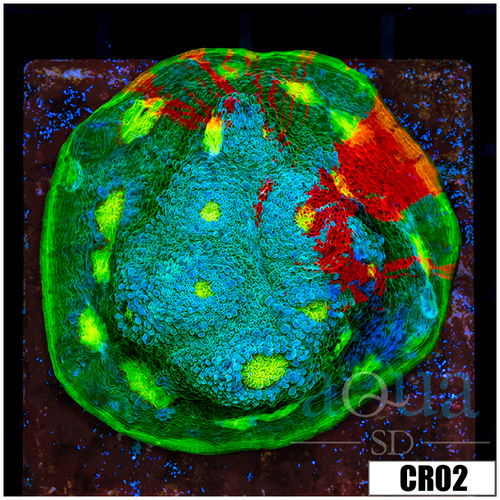 Tank Cultured Rainbow Chalice on 3 inch Disk