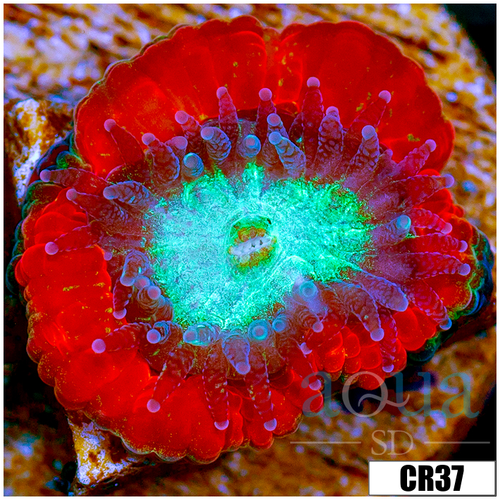 Monsoon Captive Spawned Acan Lord