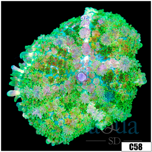 Nuclear Rhodactis Mushroom