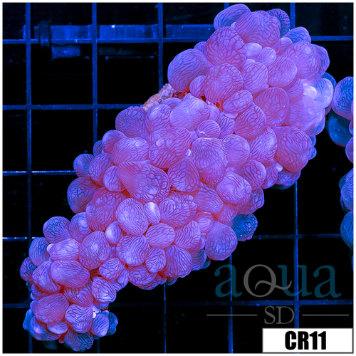 Aussie Bubble Coral